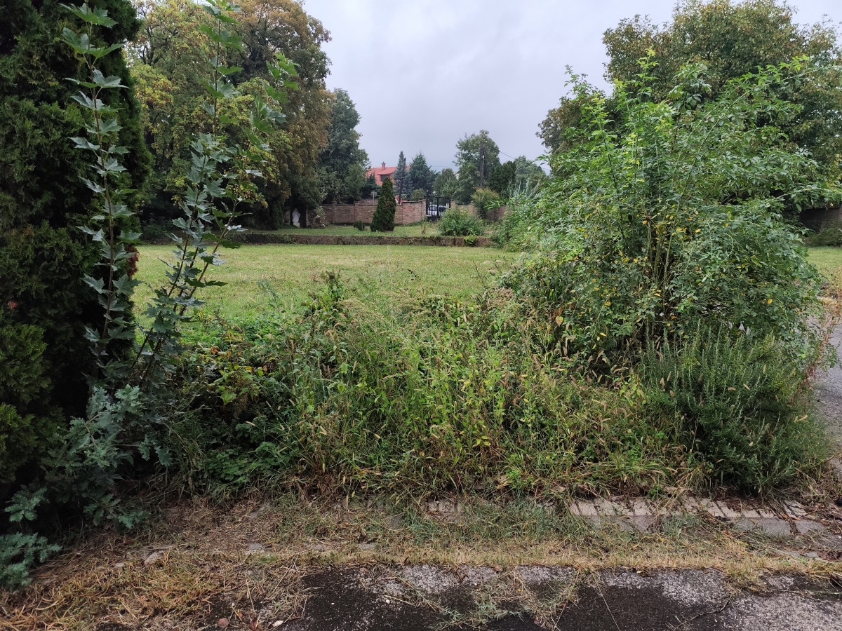 Előtte – elvadult kert